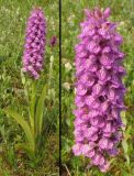 Dactylorhiza praetermissa разновидность junialis. Цветущее растение и соцветие. Нидерланды, Северное море, остров Схирмонниког, долина между приморскими дюнами. Начало июня 2007 г.