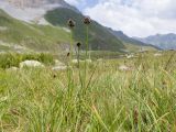 Juncus alpigenus