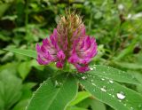 Trifolium medium