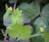 Ranunculus chius