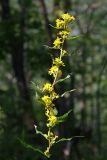 Solidago pacifica. Верхушка цветущего растения. Южное Приморье, Чёрные горы, заповедник \"Кедровая падь\", хр. Сухореченский. 03.09.2008.