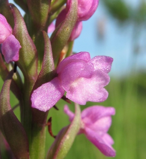 Изображение особи Gymnadenia conopsea.