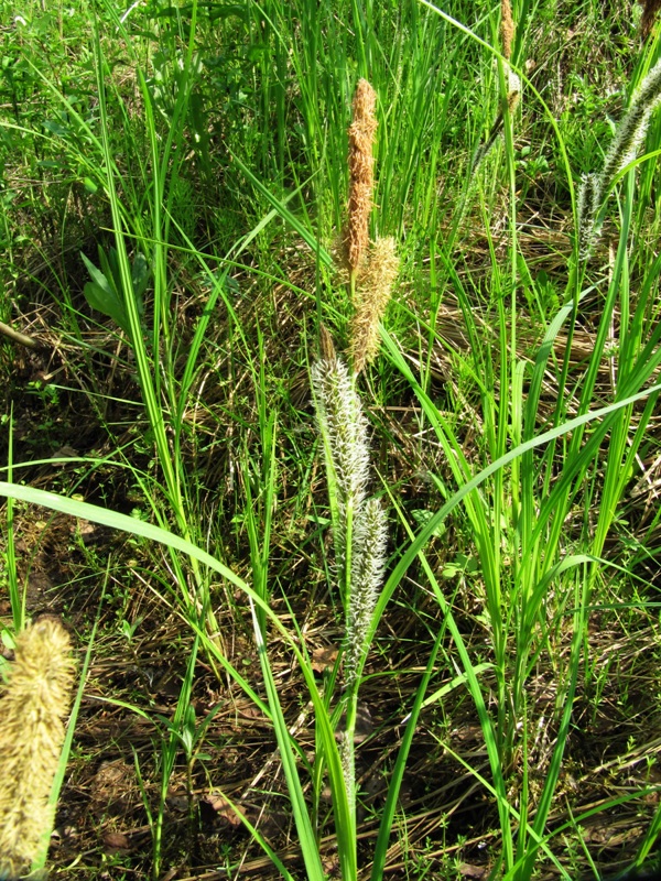 Изображение особи Carex aquatilis.