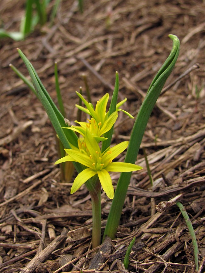 Изображение особи Gagea aipetriensis.