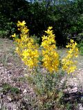 Hypericum elongatum