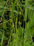 Carex jankowskii