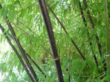 Phyllostachys nigra. Взрослые побеги характерного чёрного цвета. Южный берег Крыма, Никитский ботанический сад. 21 июля 2012 г.