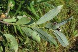 Salix dasyclados × S. myrsinifolia