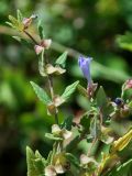 Scutellaria galericulata