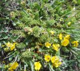 Potentilla argaea