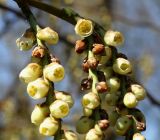 Stachyurus praecox