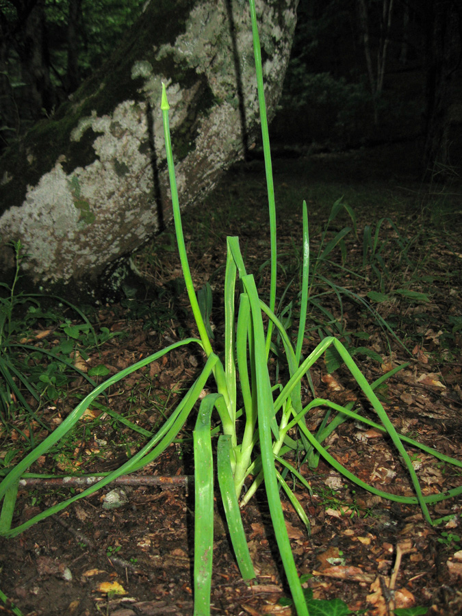 Image of Allium cepa specimen.