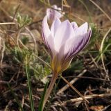 Crocus reticulatus. Верхушка цветущего растения. Краснодарский край, Новороссийский р-н, гора Рябкова, каменистый склон, дубово-грабовый лес. 23.02.2014.