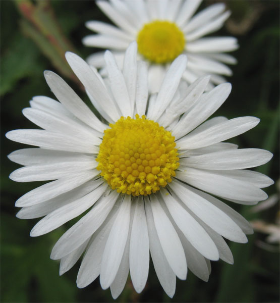 Image of Bellis perennis specimen.