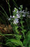 Veronica officinalis. Соцветие с цветками и завязавшимися плодами. Крым, окр. Алушты, гора Урага, дубовый лес. 29 мая 2014 г.