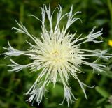 Centaurea scabiosa. Соцветие (белоцветковая форма). Подмосковье, Одинцовский р-н, окр. пос. Барвиха, запруда на р. Саминка. Июль 2014 г.