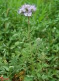 Phacelia tanacetifolia