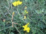 Lotus corniculatus