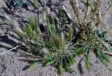 Hordeum leporinum