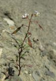 Cleome canescens