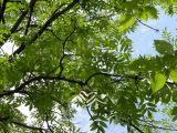 Fraxinus excelsior. Ветви. Днепропетровская обл., левый берег Днепра напротив с. Волосское, балка Диброва. 07.06.2009.