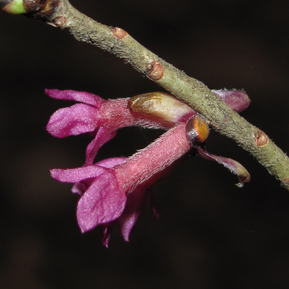 Изображение особи Daphne mezereum.