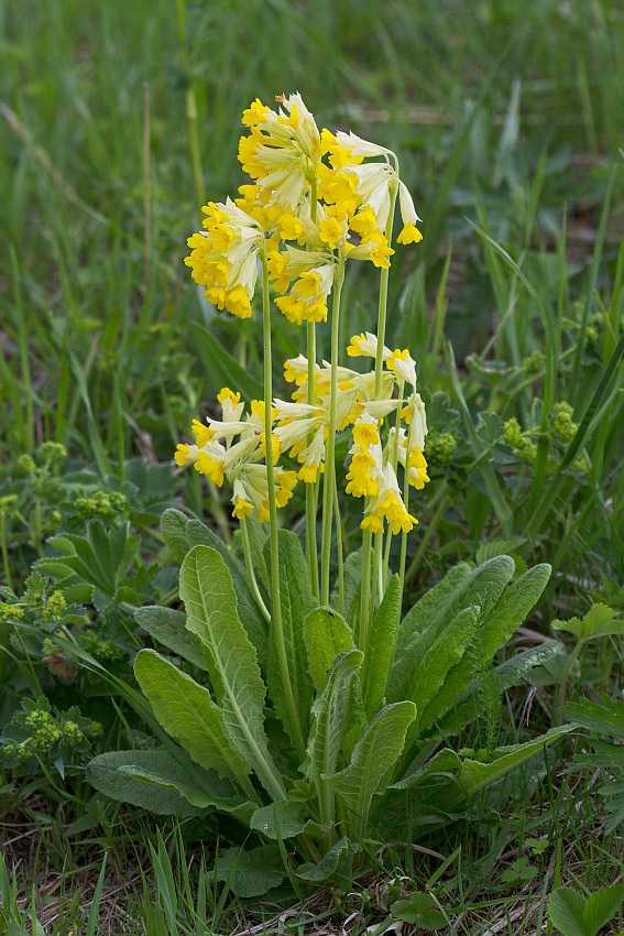 Изображение особи Primula macrocalyx.