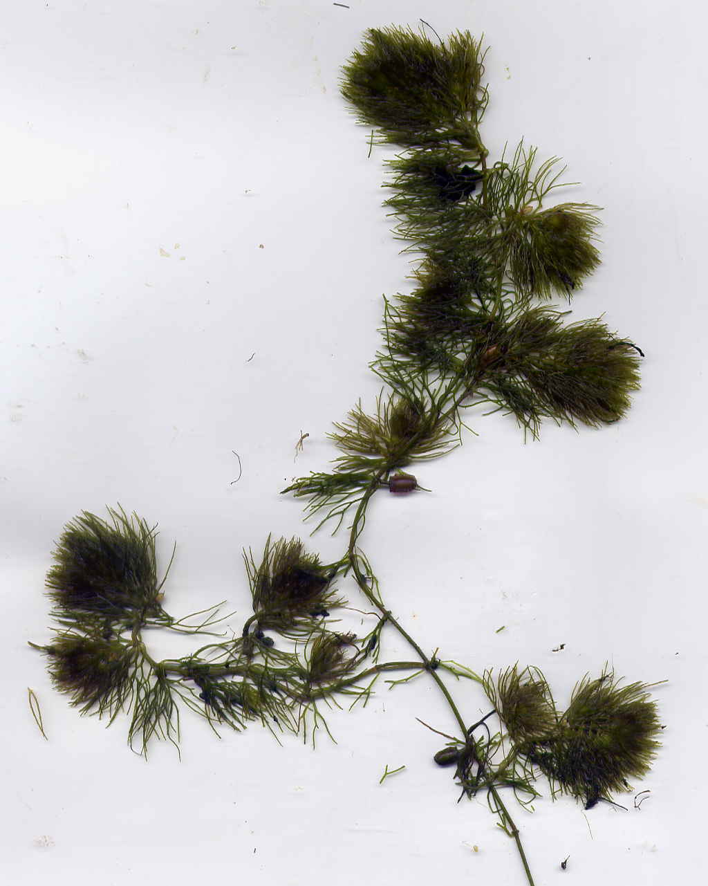 Изображение особи Ceratophyllum tanaiticum.