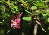 Lespedeza bicolor