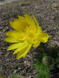 Adonis vernalis