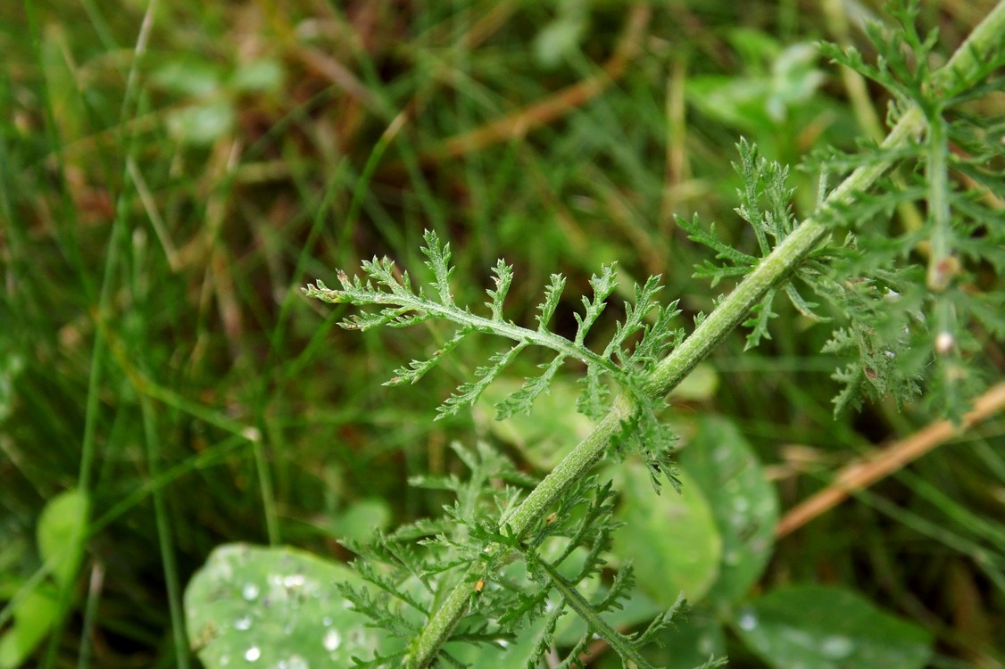 Изображение особи Achillea nobilis.