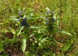 Gentiana cruciata. Цветущие растения. Южный Урал, Челябинская обл., левый берег р. Ай, степь над Малыми Притесами. 9 июля 2016 г.