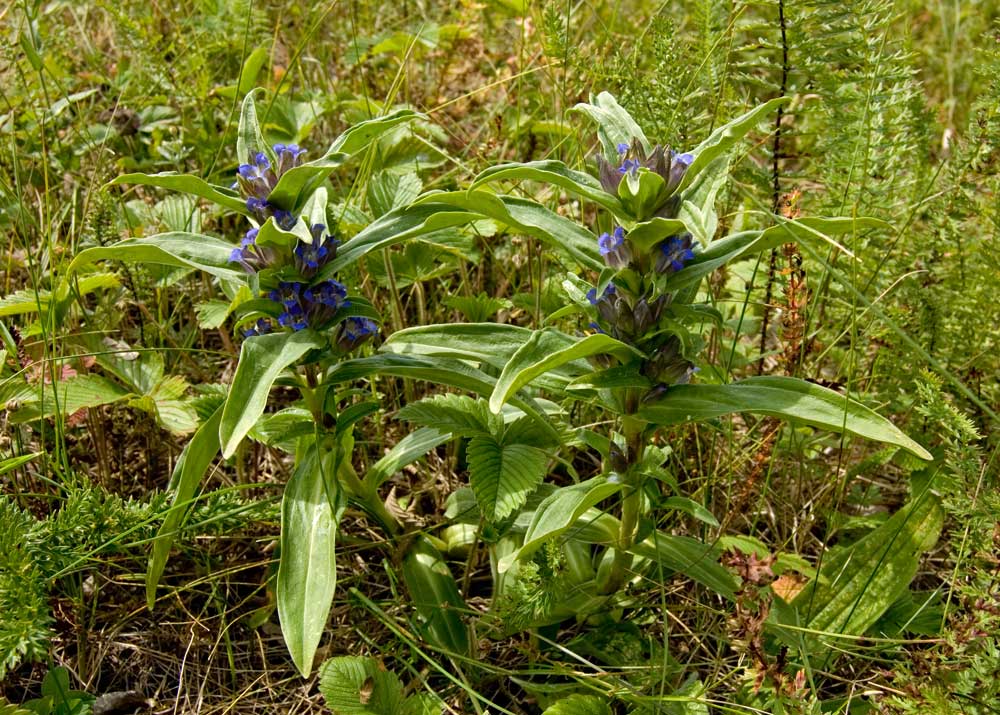 Изображение особи Gentiana cruciata.