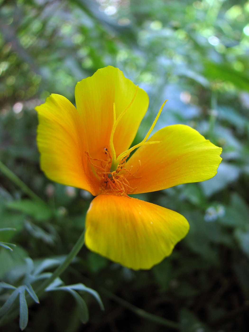 Изображение особи Eschscholzia californica.