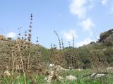 Moluccella spinosa. Сухие растения с цветоносами. Израиль, горный массив Кармель, заповедник \"Кармель\" (нахаль Нешер). 18.11.2015.