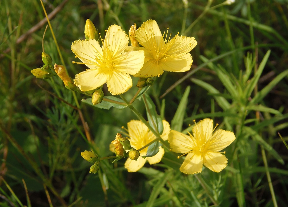 Изображение особи Hypericum elegans.