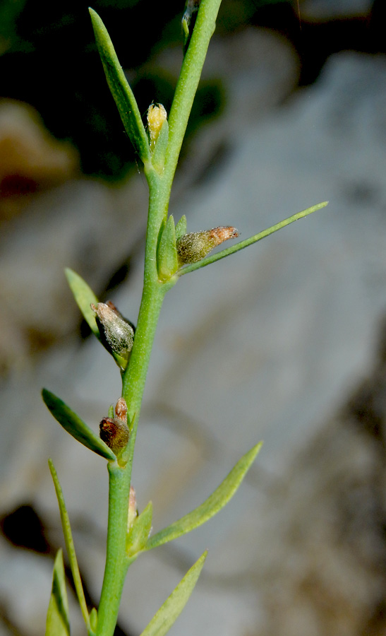 Изображение особи Thymelaea passerina.