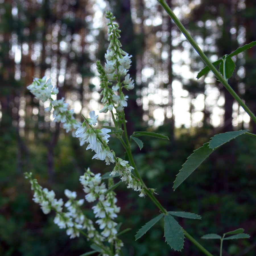 Изображение особи Melilotus albus.