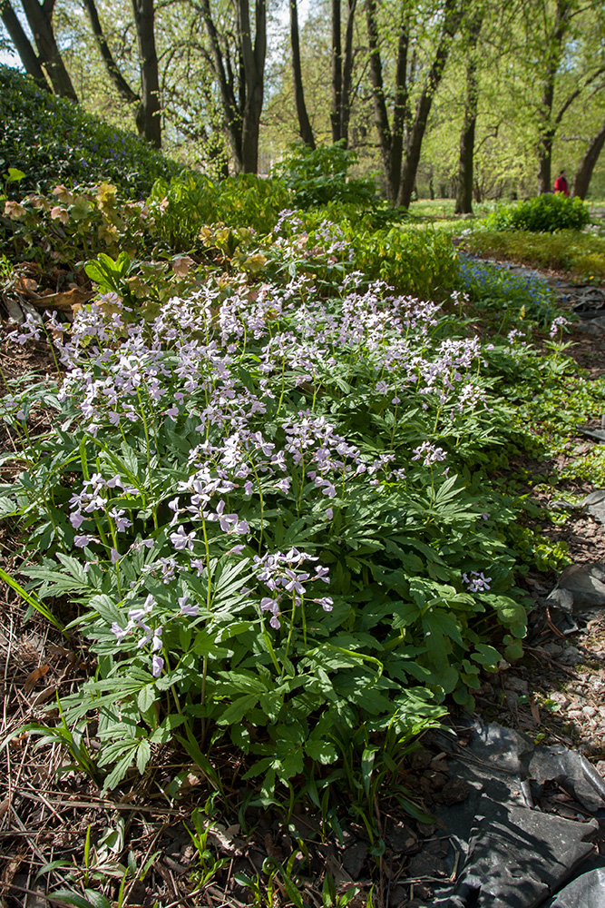 Изображение особи Cardamine quinquefolia.