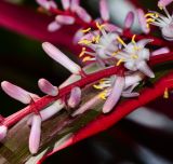 Cordyline fruticosa. Часть соцветия с бутонами и цветками. Таиланд, о-в Пхукет, ботанический сад. 16.01.2017.