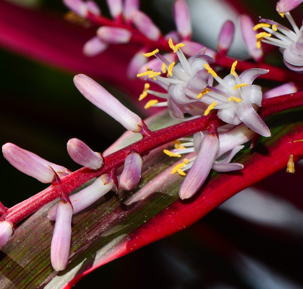 Изображение особи Cordyline fruticosa.