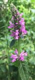 Betonica officinalis