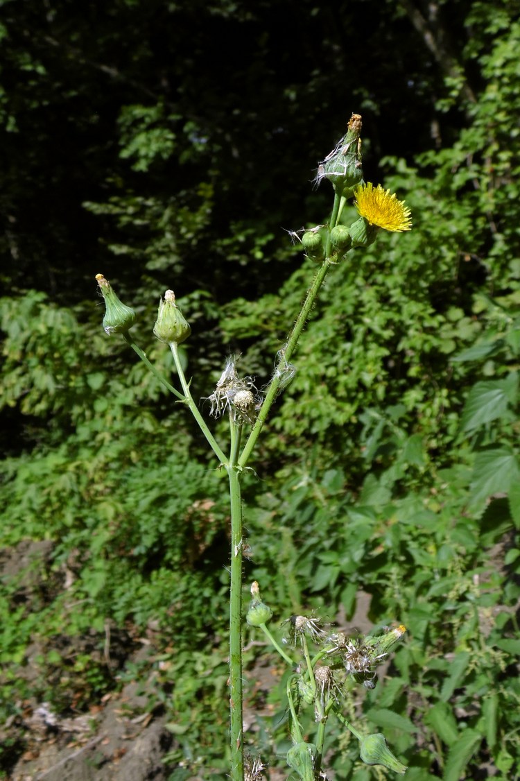 Изображение особи Sonchus asper.