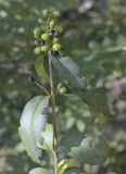 Ligustrum vulgare. Верхушка побега со зреющими плодами и сидящей личинкой клопа-щитника. Крым, Cевастополь, вершина Сапун-Горы, парк. 14.08.2017.