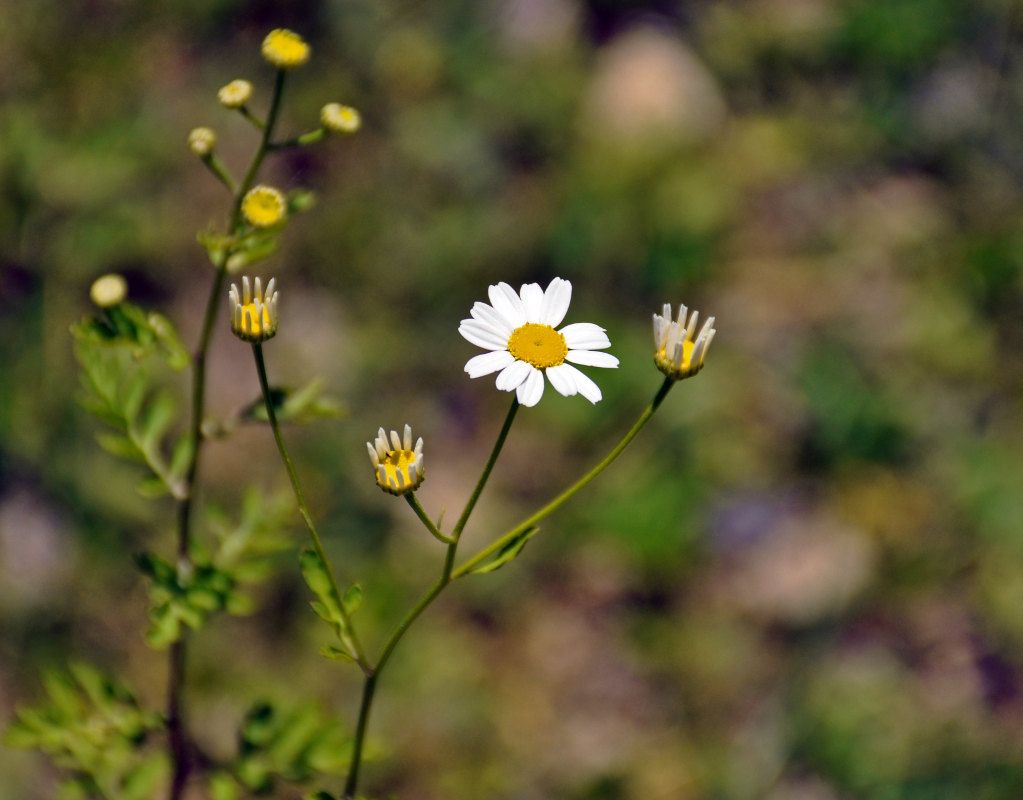 Изображение особи Pyrethrum parthenifolium.