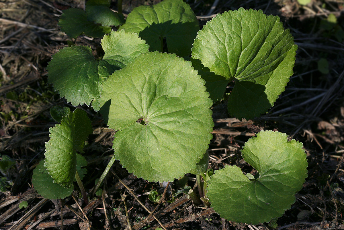 Изображение особи Ranunculus cassubicus.