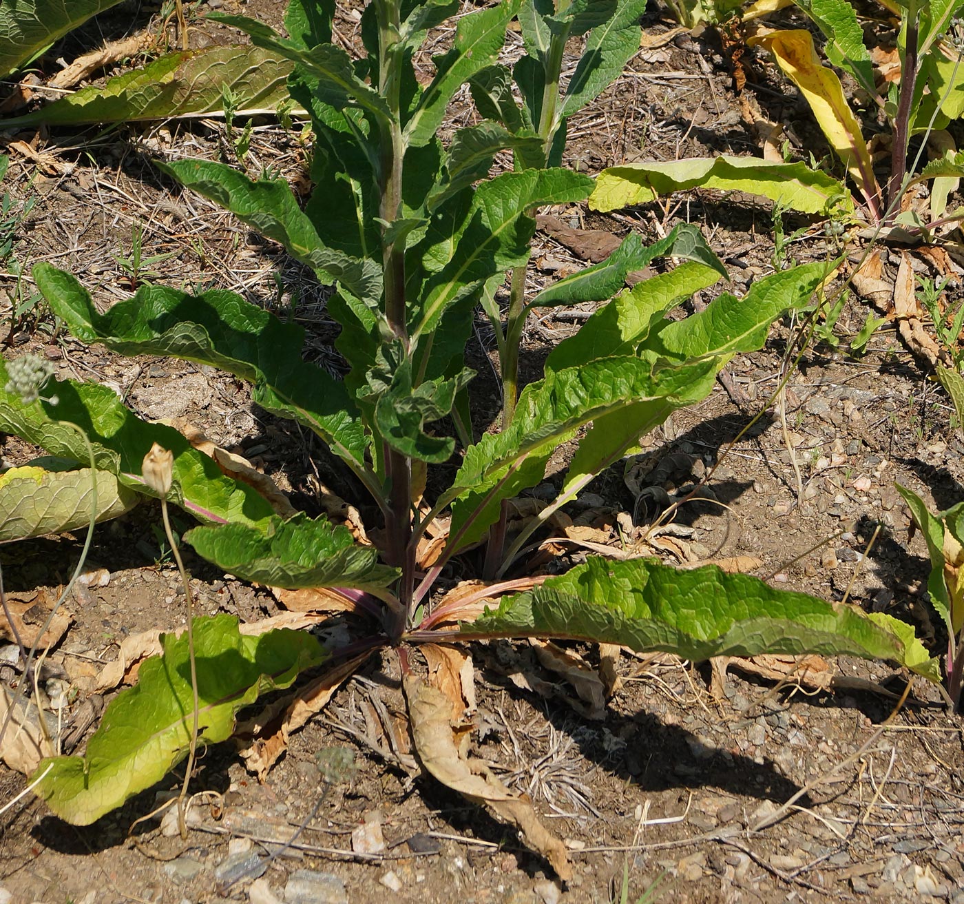 Изображение особи Verbascum lychnitis.