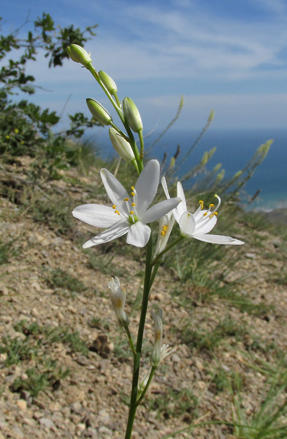 Изображение особи Anthericum liliago.