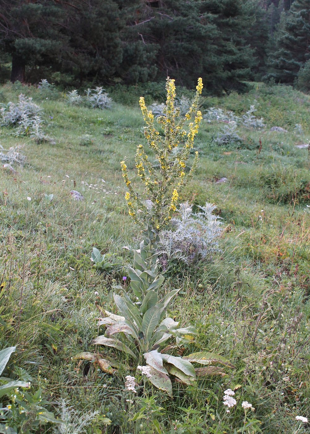 Изображение особи Verbascum lychnitis.