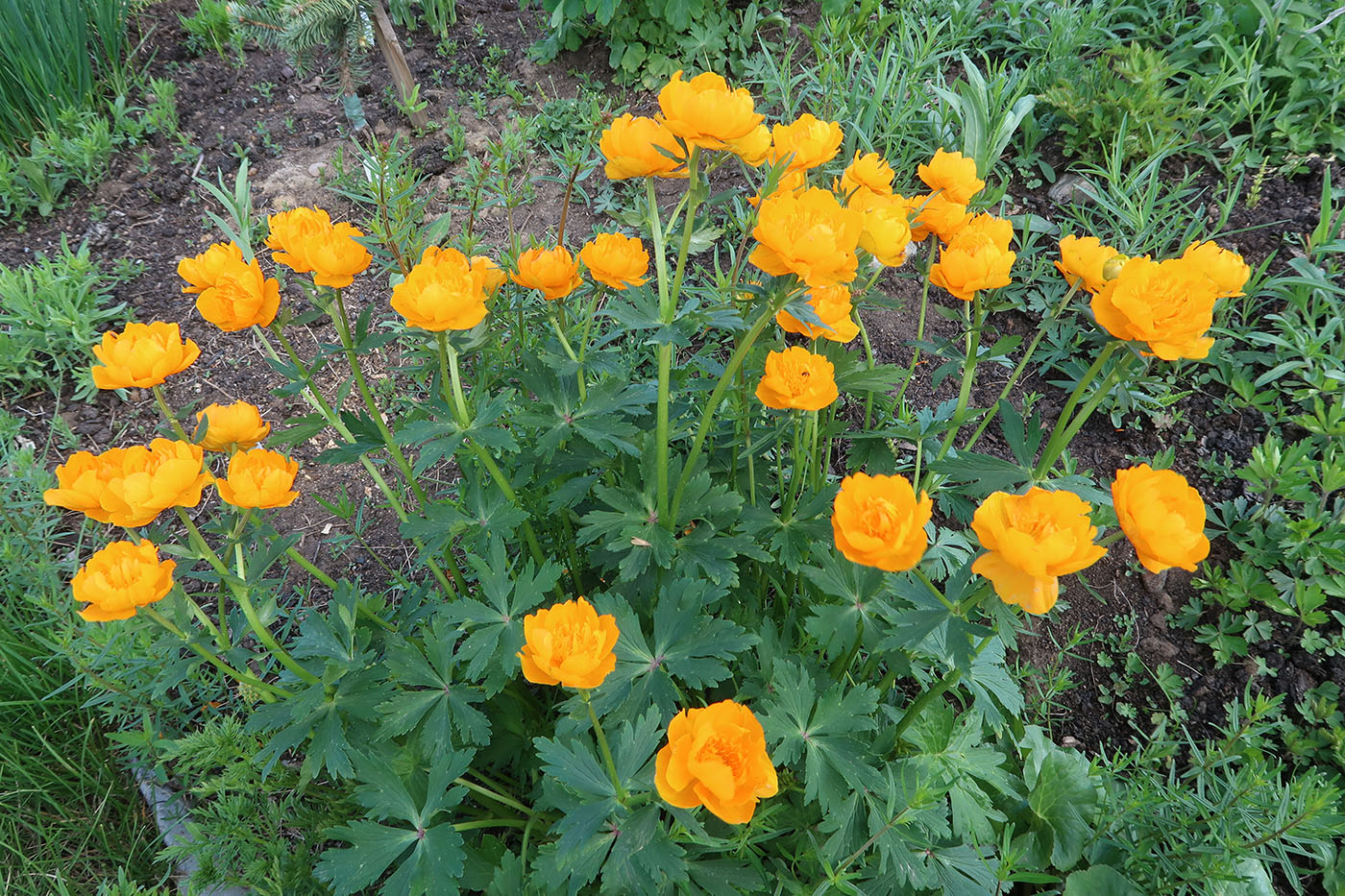 Изображение особи Trollius ircuticus.